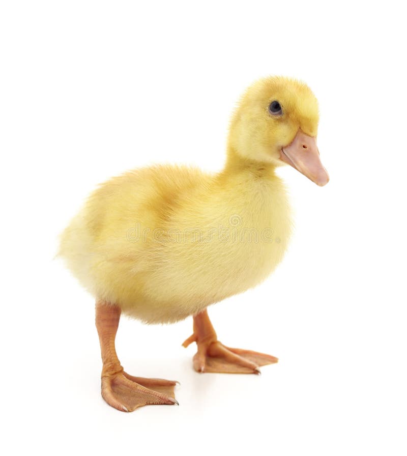 One little duckling stock photo. Image of isolated, background - 181747754