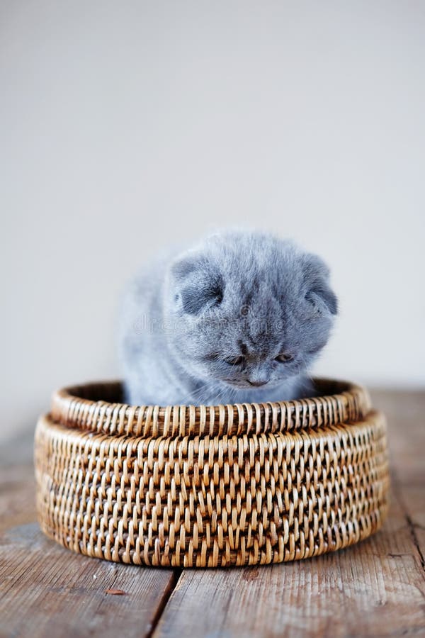 One little scottish fold kitten in woven box