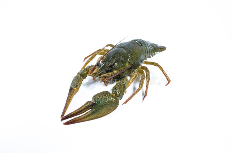 One Live Crayfish on White Background. Catching Crayfish for