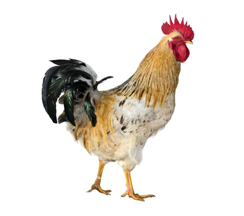 Rooster