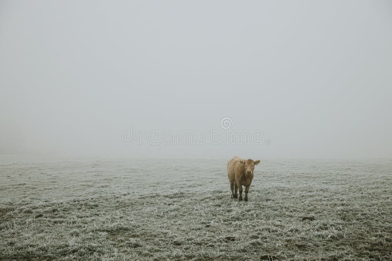 One lonely furry brown cow standing on the pasture covered with hoarfrost during the frosty foggy morning in late autumn royalty free stock images One lonely furry brown cow standing on the pasture covered with hoarfrost during the frosty foggy morning in late autumn royalty free stock images