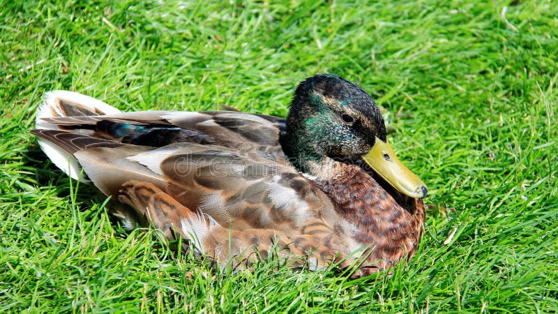 Sunbathing And Repose One Male Mallard Easy Way Of Living. One male wild duck relaxation and sunbathing on green grass during springtime in Europe. freedom and royalty free stock photos Sunbathing And Repose One Male Mallard Easy Way Of Living. One male wild duck relaxation and sunbathing on green grass during springtime in Europe. freedom and royalty free stock photos