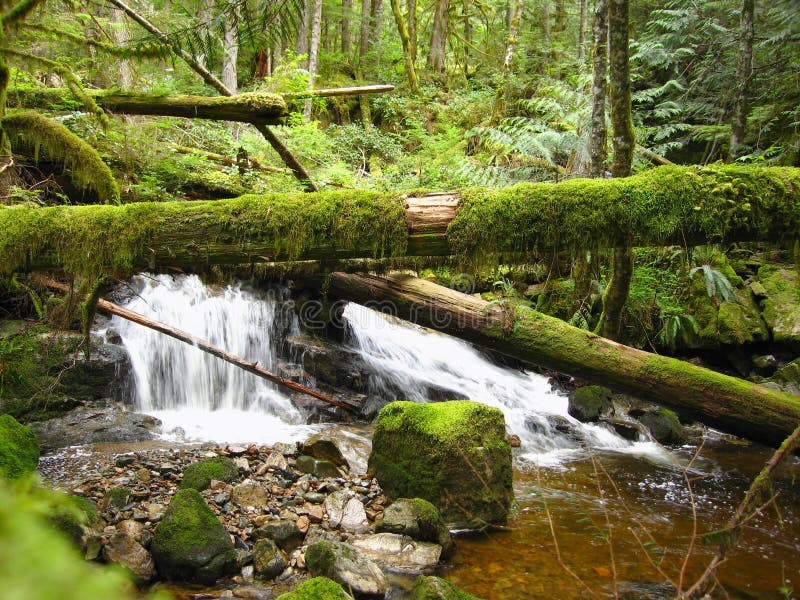 Rocky river streaming through lush forest · Free Stock Photo