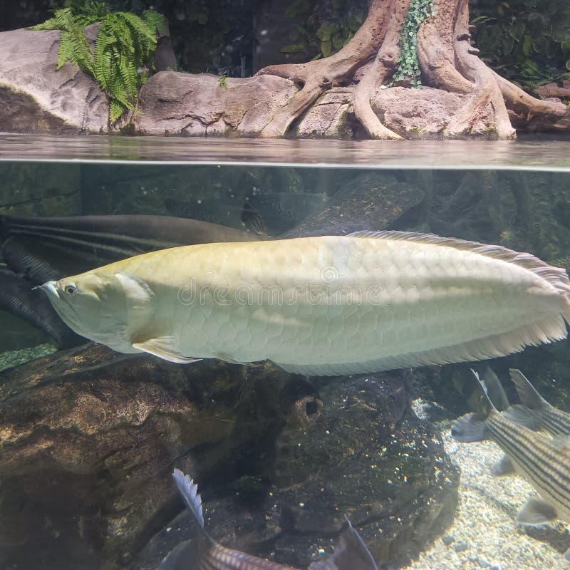 One Medium Sized Yellow & White Arowana Fish in the Aquarium, Jakarta