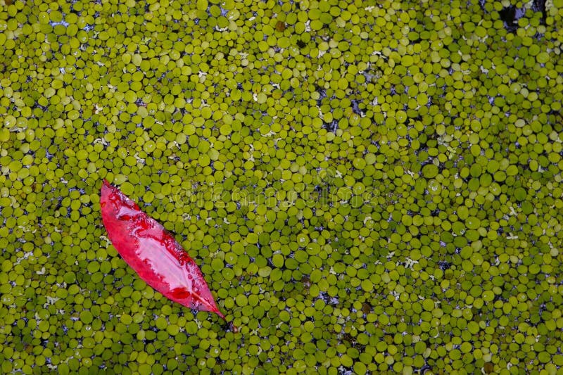 One in a million red leaf