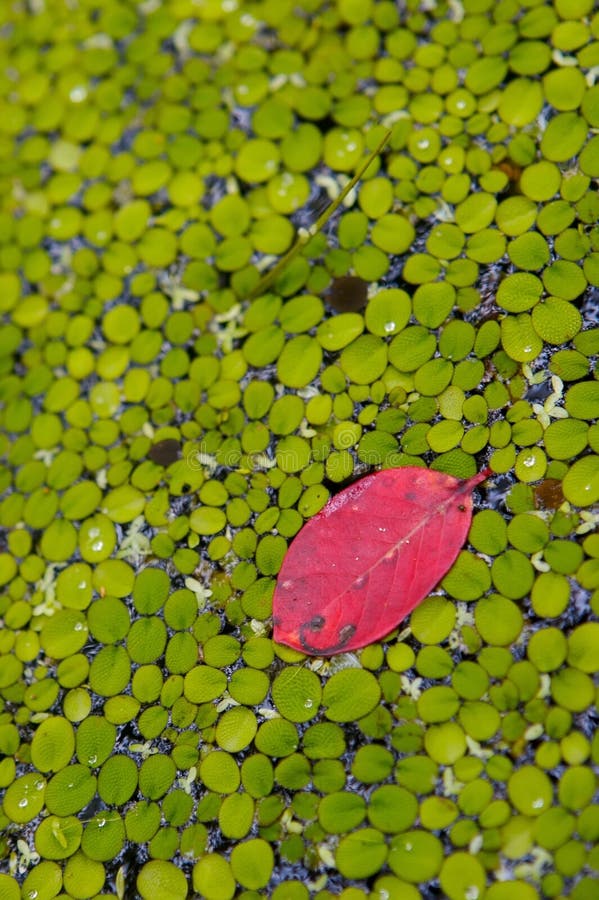 One in a million red leaf