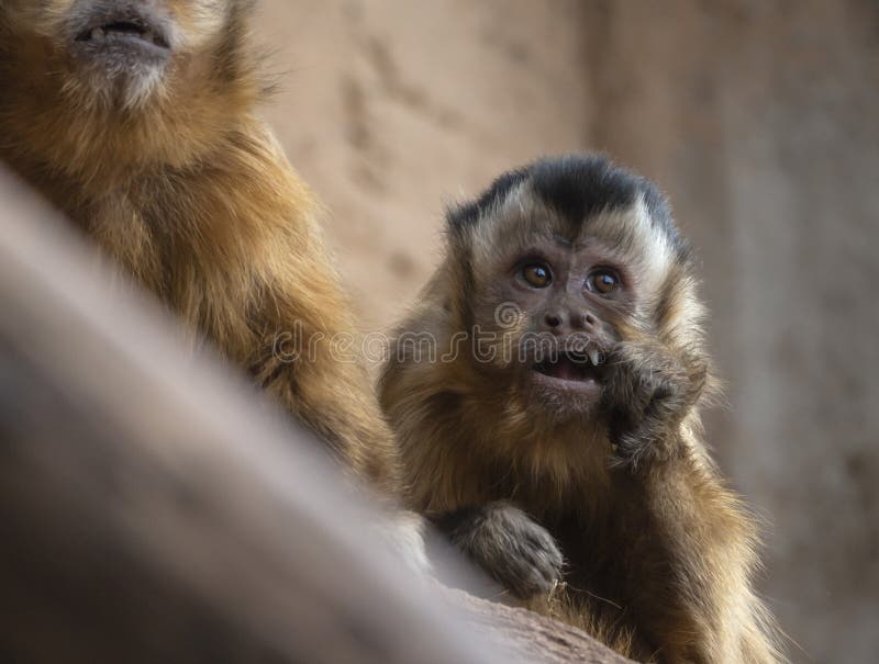 One monkey sapajus libidinosus looking