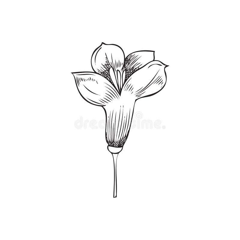 One Monochrome Canola Flower. Canola Plant, Vector Illustration, Hand ...