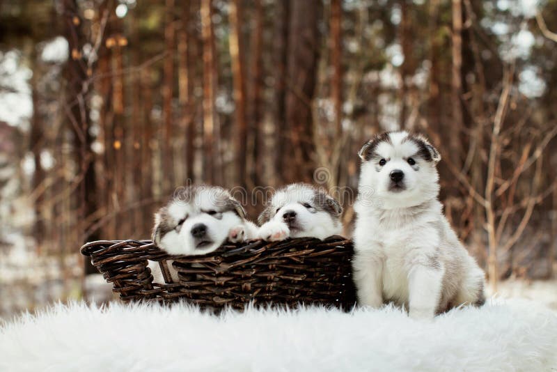 One month old alaskan malamute puppies