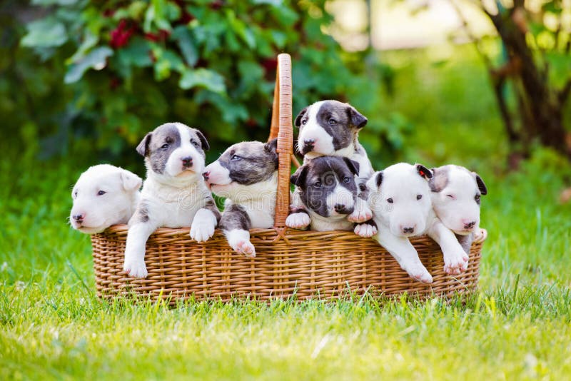 Free bull hotsell terrier puppies