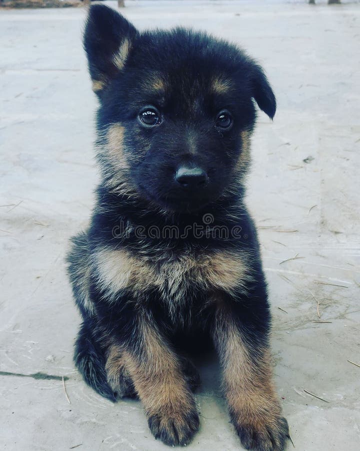 One Month Old German Shepherd Puppy with Droopy Ear Stock Photo - Image ...