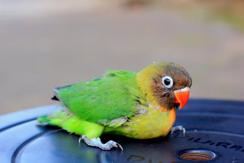 a one-month-old young love bird that has not been able to fly, is breed by small breeders, the baby birds are immediately royalty free stock photos