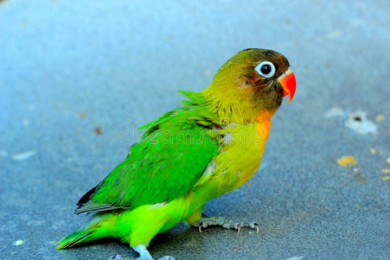a one-month-old young love bird that has not been able to fly, is breed by small breeders, the baby birds are immediately stock photo