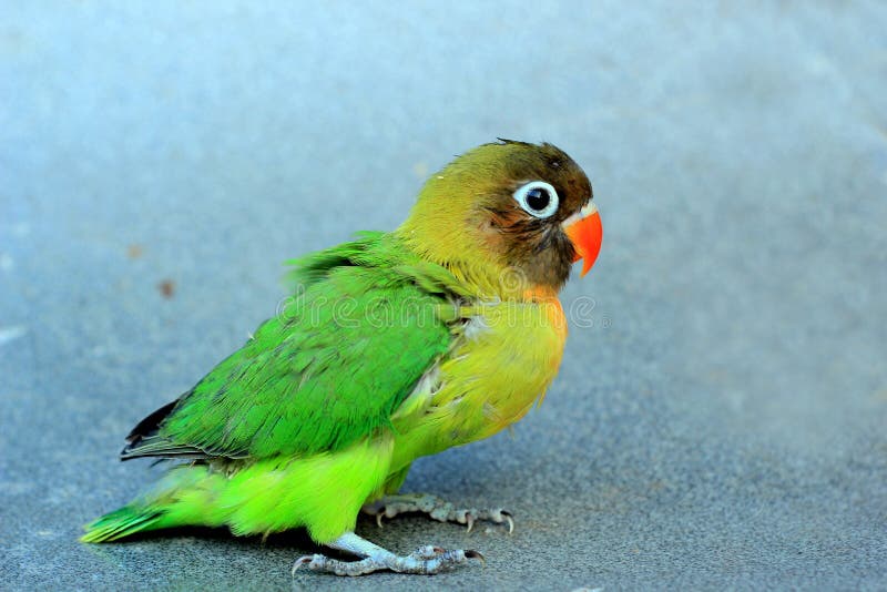 a one-month-old young love bird that has not been able to fly, is breed by small breeders, the baby birds are immediately royalty free stock image