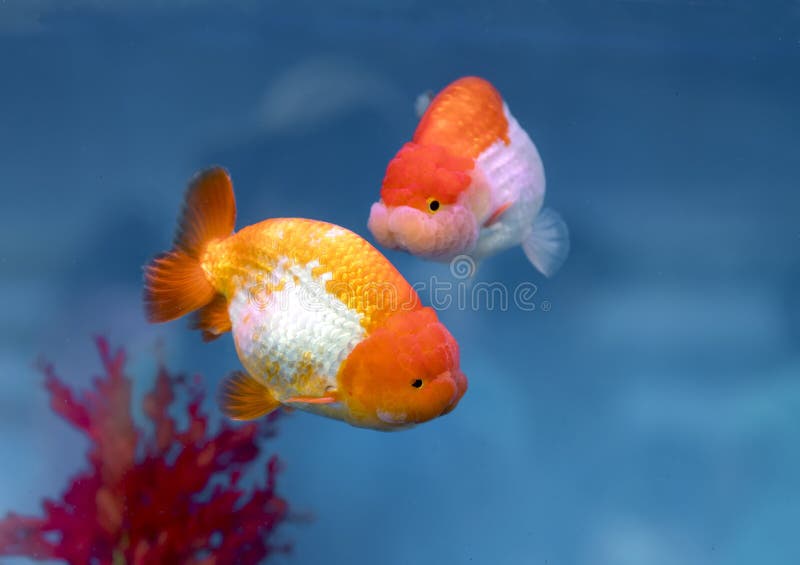 One of most popular pet ornamental fish