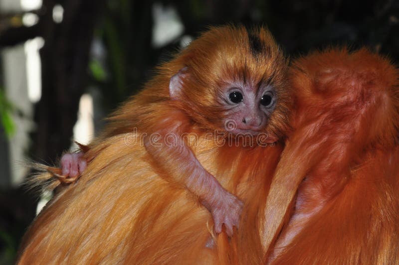 548 Tamarin Baby Photos Free Royalty Free Stock Photos From Dreamstime