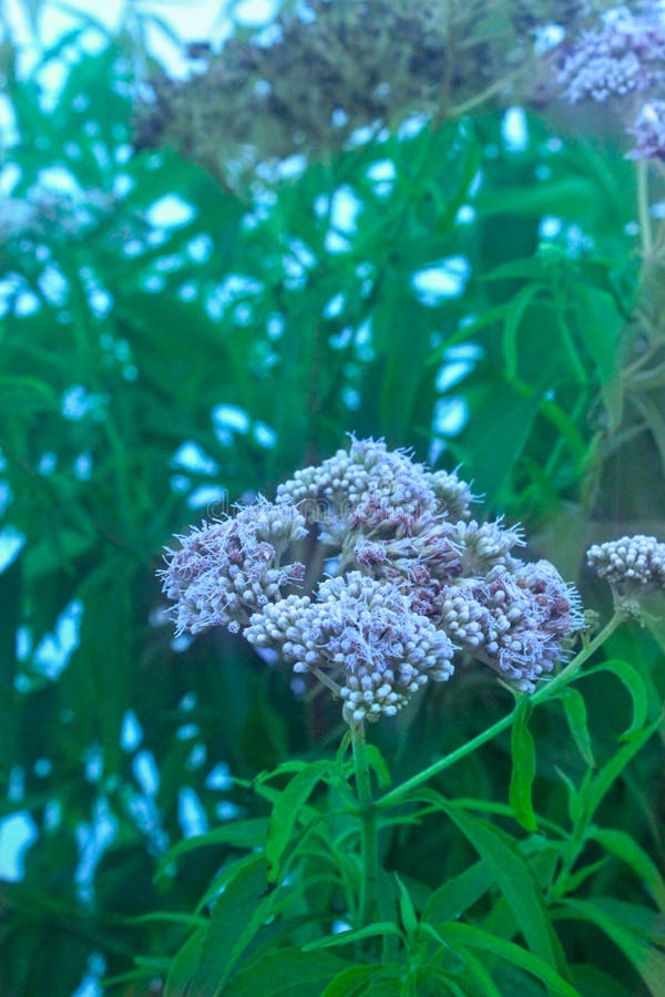 One of mountain flower in Andong stock image