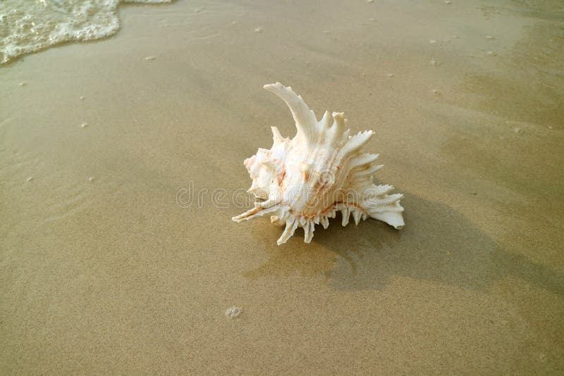 One Murex Ramosus or Branched Murex Seashell on the Beach of Thailand