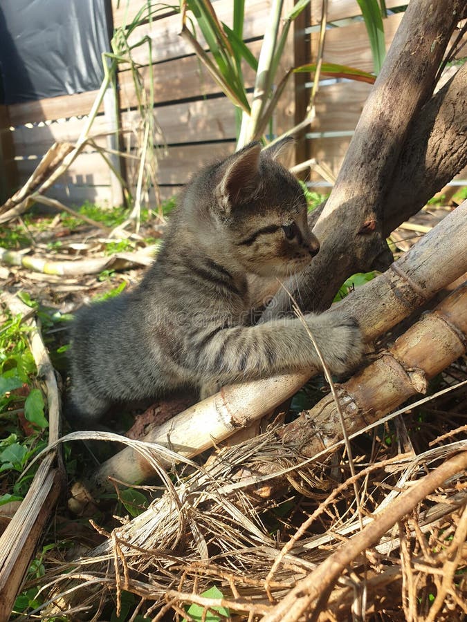 One of My Cat Discovered Outside Stock Image Image of nature, animal 198027617