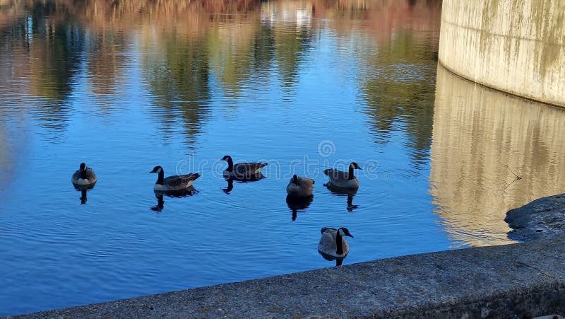 One Of My Favourite Places Stock Image Image Of Swan 270095583 One Of My Favourite Places Stock Image Image Of Swan 270095583
