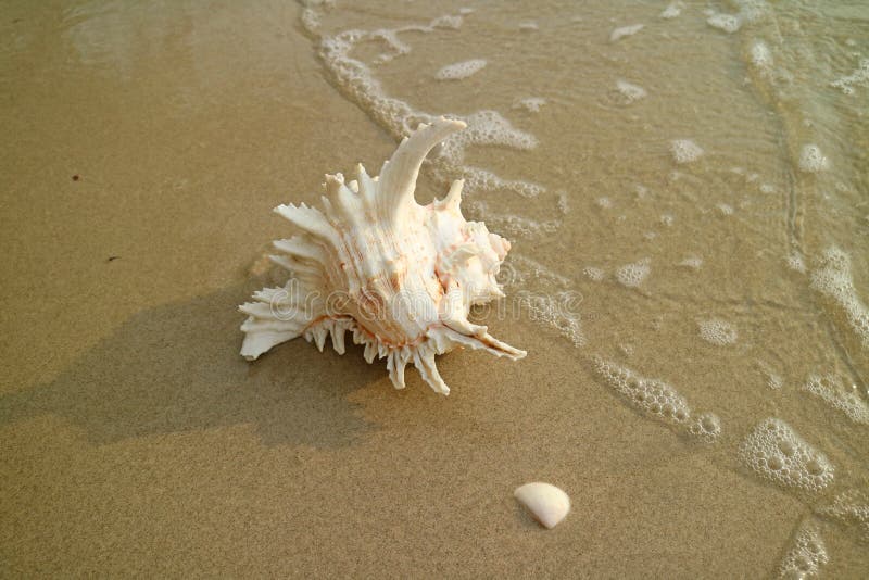 One Natural Murex Ramosus Shell on the Beach approaching by swash, Thailand