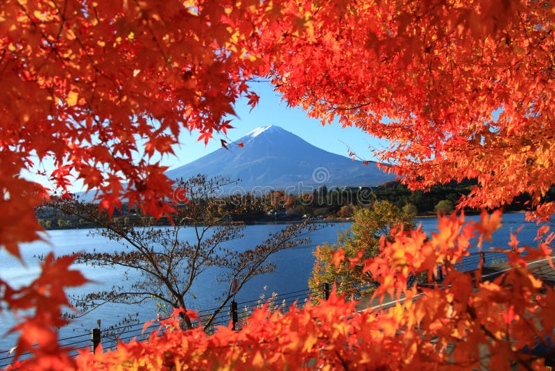 View of autumn foliage with Mount Fuji at lake Kawaguchi in Yamanashi, Japan