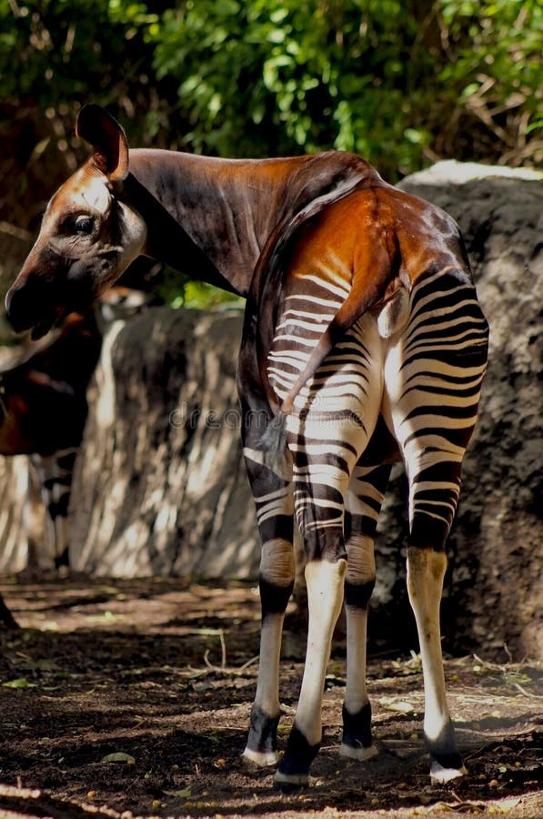 Floz Okapi forest giraffe animal wildlife figure 1/15 model collect 