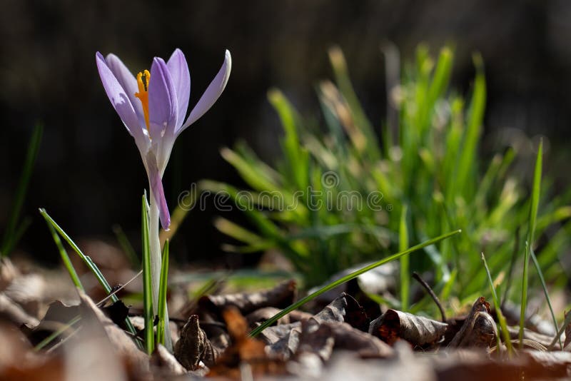 One open crocus flower stock image. Image of blurred 235034251