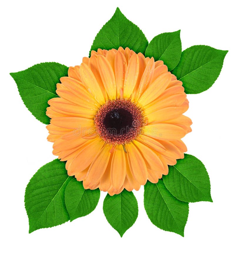 One orange flower with green leaf