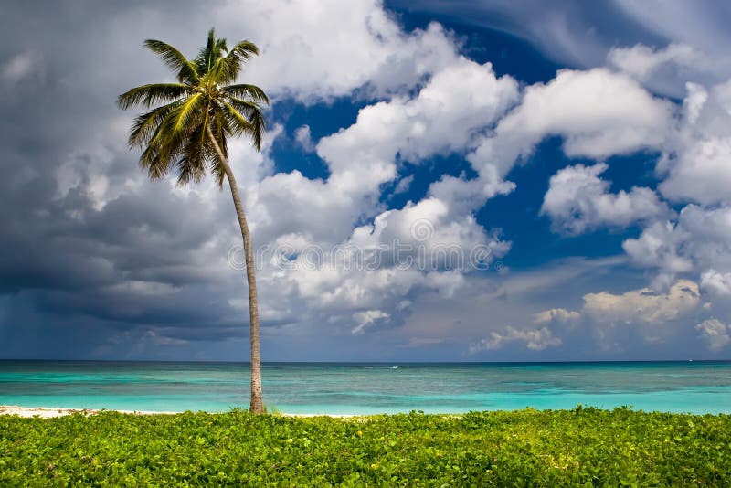 One Palm on a white sand beach near ocean