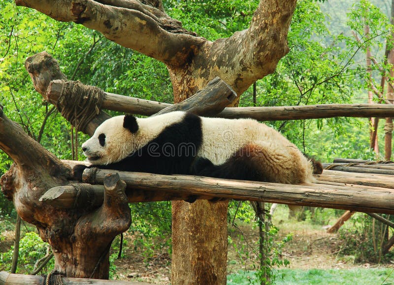 One panda resting