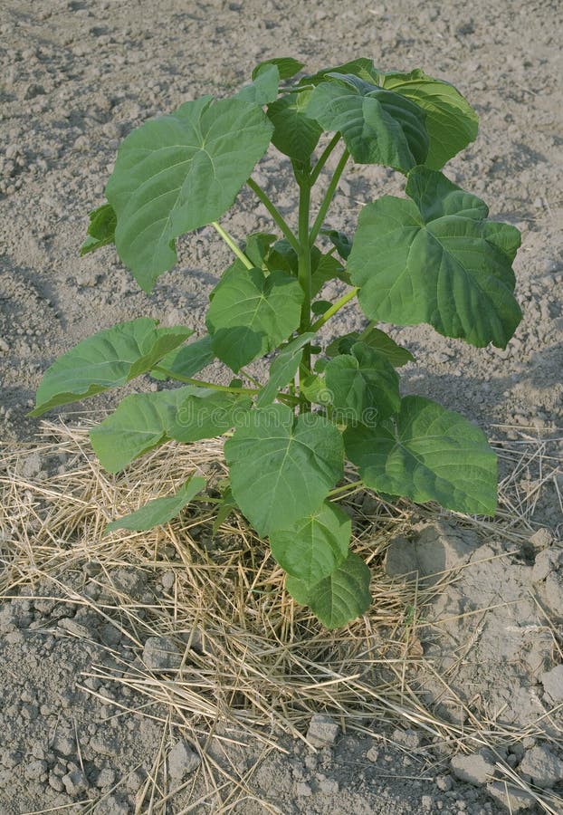 Paulownia, Schnell Wachsender, Großer Laubbaum Mit Großen, Herzförmigen