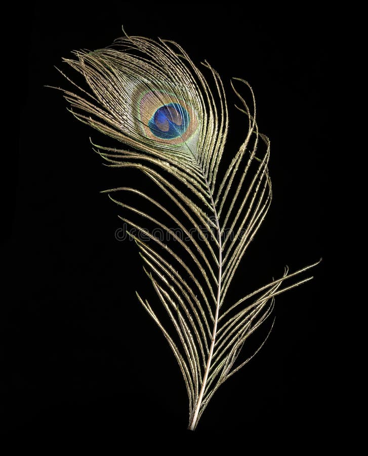 Peacock Feather on Black Background Stock Image - Image of element,  flourish: 167782945
