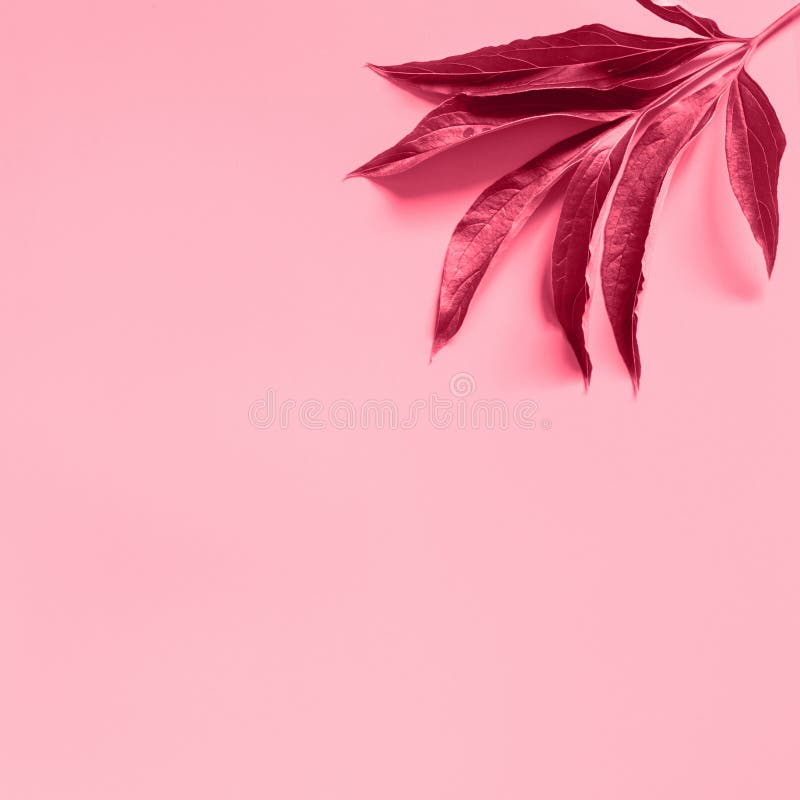 Lá hoa Peony màu hồng: Thiên nhiên là một nguồn cảm hứng vô tận cho các nhiếp ảnh gia. Lá hoa Peony màu hồng là ví dụ điển hình cho sự thanh tao và quyến rũ của nét đẹp tự nhiên. Hãy xem những tấm hình chụp lá hoa Peony tuyệt đẹp trong bức ảnh liên quan và cảm nhận một màu sắc đầy sức sống.