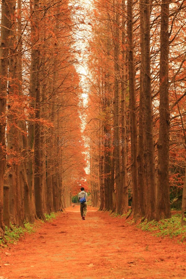 One people walk in Autumn Forest with falling red leaves