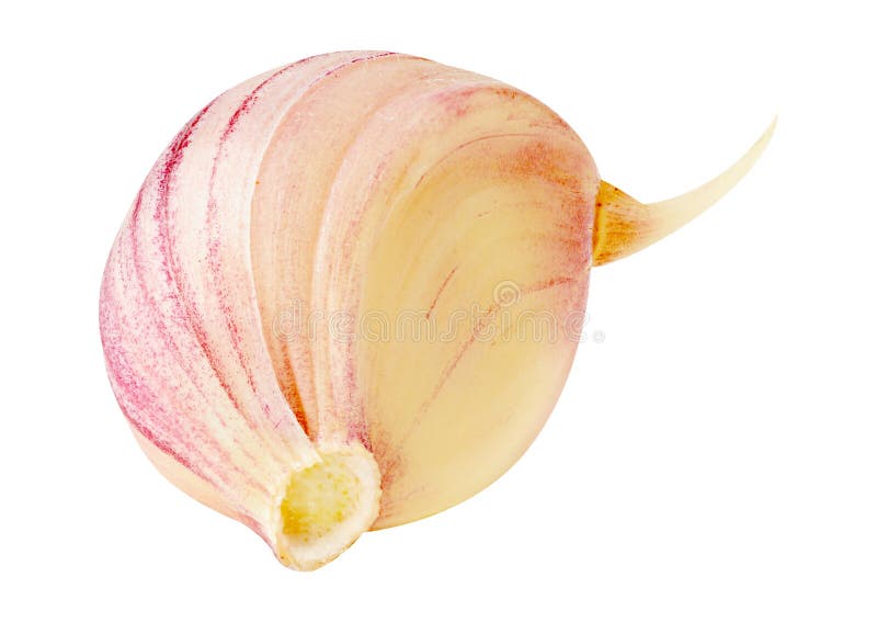 One piece of fresh garlic isolated stock photography