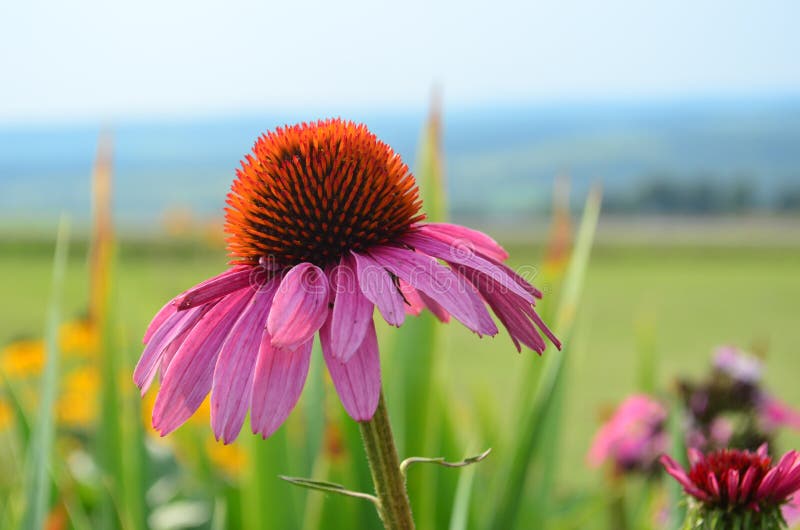 One pink coneflower in a colorful garden stock image One pink coneflower in a colorful garden stock image