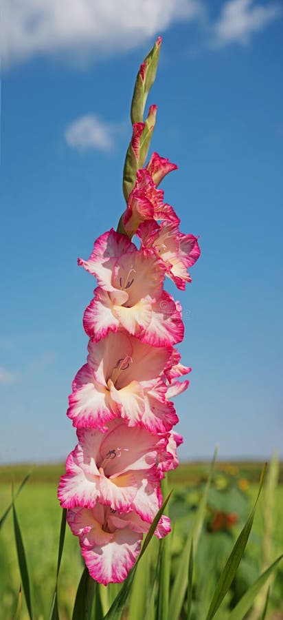 One pink gladiolus flower against field background. One pink gladiolus flower against blue sky and flower field background, upright format stock image One pink gladiolus flower against field background. One pink gladiolus flower against blue sky and flower field background, upright format stock image