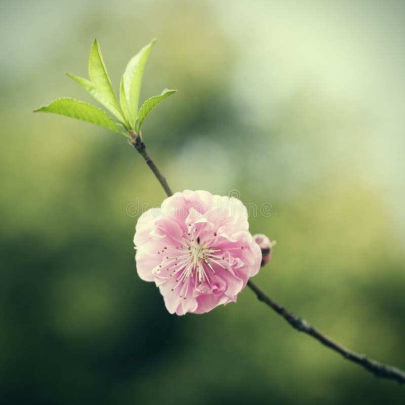 One Peach Blossom Flower Bud Stock Photo Image of peach, beautiful