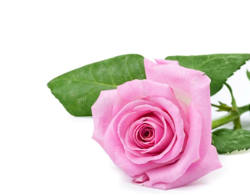 One pink rose stock photo. Image of decorative, plant 29500728