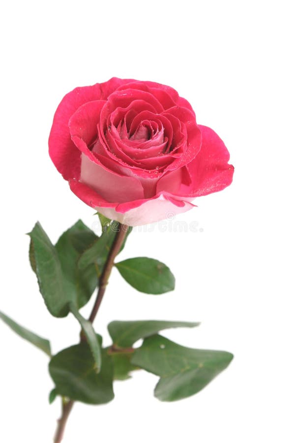 One pink rose stock image. Image of life, closeup, cropped 17192447