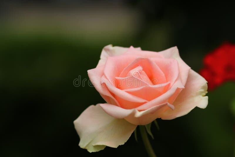One Pink Rose Against Blurred Dark Background Stock Photo Image of
