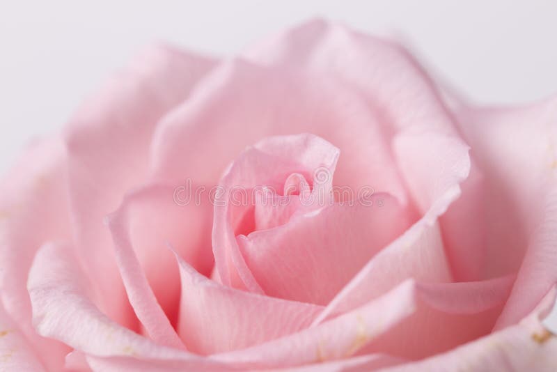 One pink rose closeup stock photo. Image of flower, card 84529150