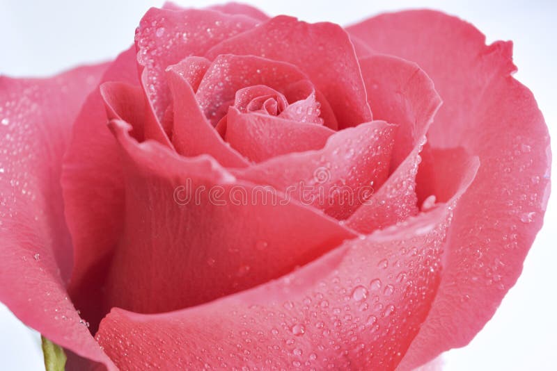 One Pink Rose Flower with Dew Drops. Closeup Stock Photo Image of