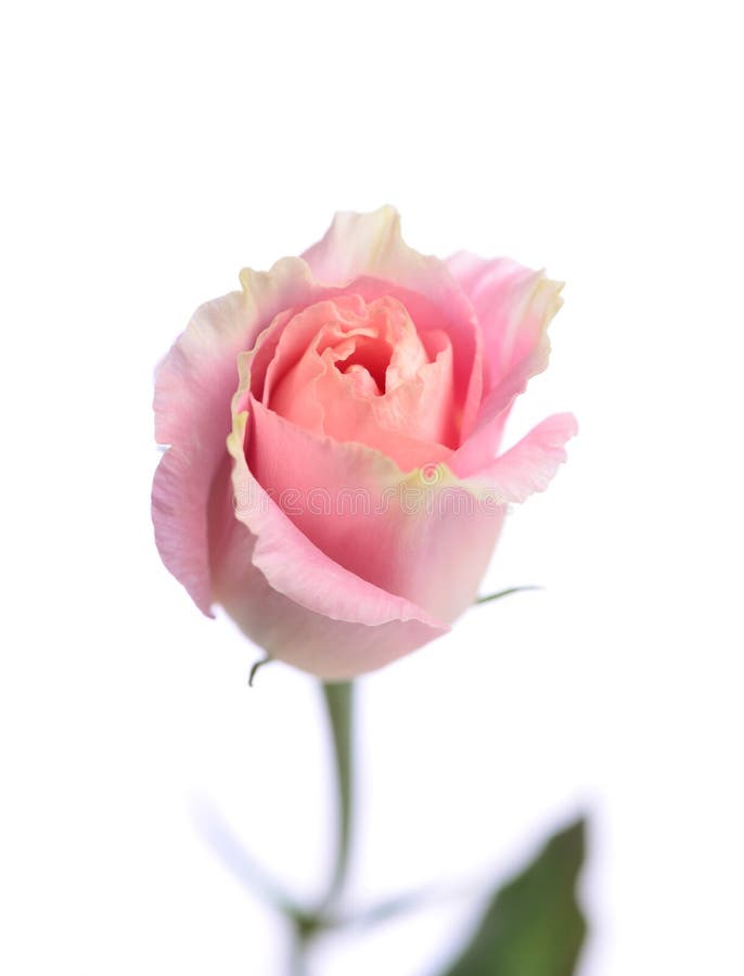 One Pink Rose Isolated on a White Background Stock Photo Image of