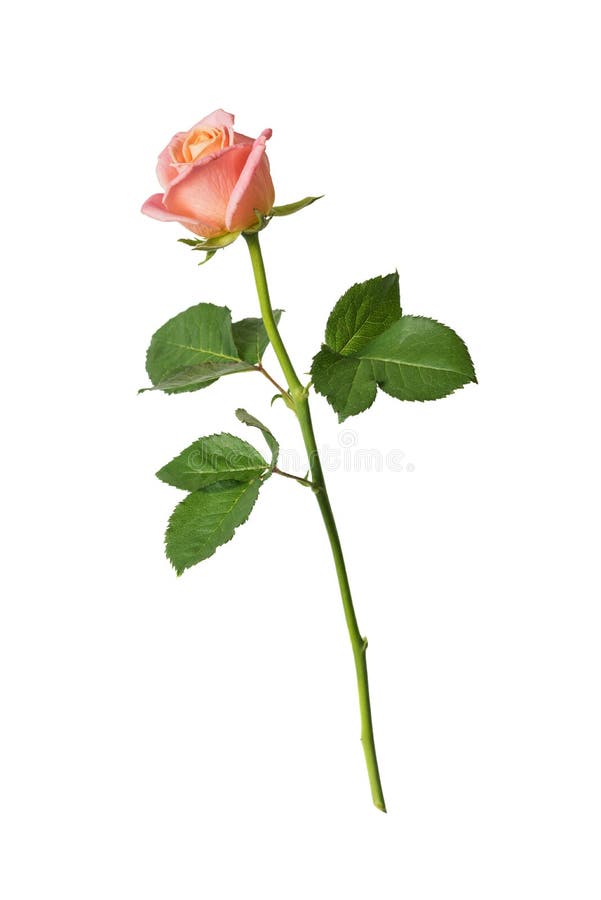 Pink rose isolated on a white background