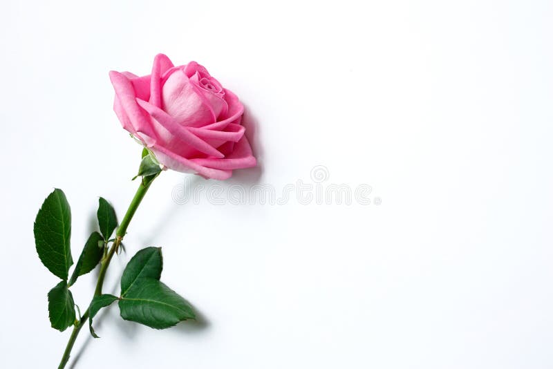 One Pink Rose on a White Background Stock Photo Image of background