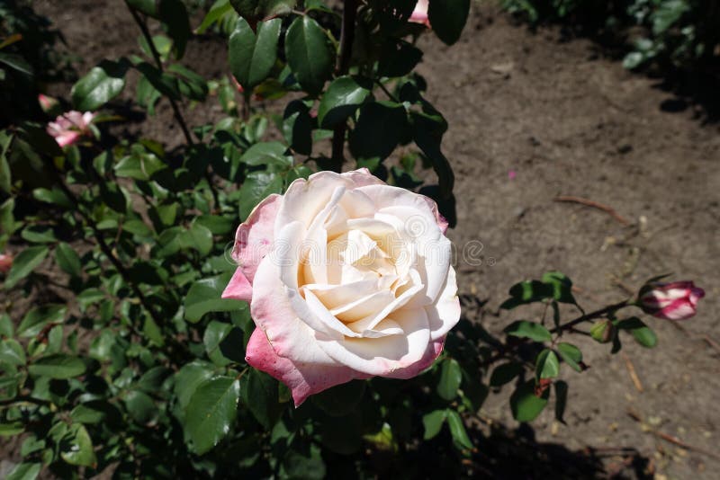 One Pink and White Flower of Rose Stock Image Image of flowerbed