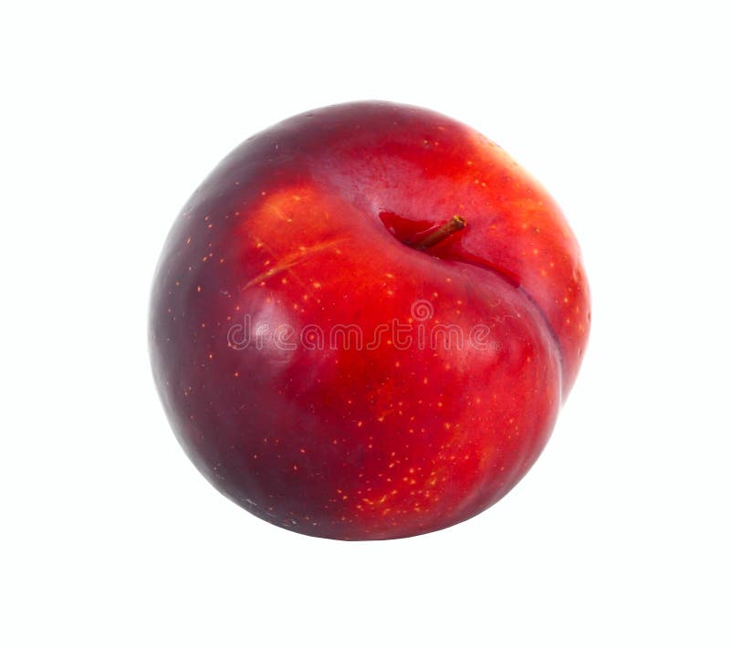 One perfect plum. stock image. Image of fruit, blue, purple 35846777