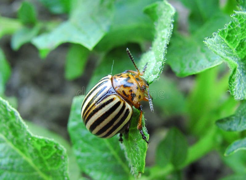 Potato bug close up stock photo. Image of garden, organic 111973018